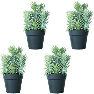 lHϗtA ZlVI |bg 30i4j991120 A TCY CeA tFCNO[  POT SUCCULENT ip99j