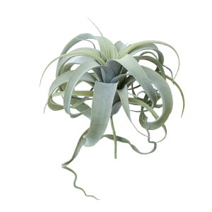 lHϗtA LZOtBJ sbNi1j991211 GAvc sbN^Cv CeA tFCNO[  AIRPLANT PICK ip159j