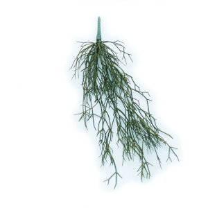 lHϗtA vTX nMOubV i1j991511 ubV nLOO[ CeA tFCNO[  HANGING BUSH ip145j