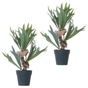 lHϗtA rJNV_ |bg 52i2j991520 V_A A^̏uTCY CeA tFCNO[  POT INDOOR ip83j