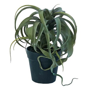 lHϗtA LZOtBJ |bg 30i1j991541 A TCY CeA tFCNO[  POT SUCCULENT ip97j