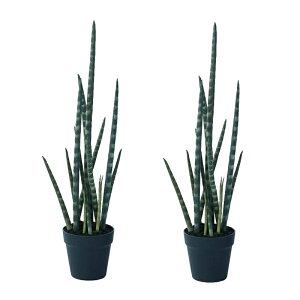 lHϗtA TZxA |bg 68i2j991590 A ȕTCY CeA tFCNO[  POT SUCCULENT ip97j