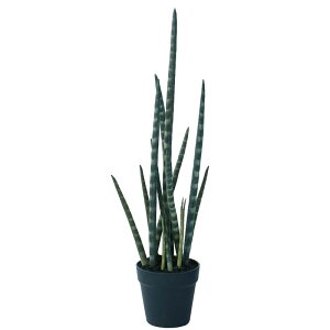 lHϗtA TZxA |bg 68i1j991591 A ȕTCY CeA tFCNO[  POT SUCCULENT ip97j