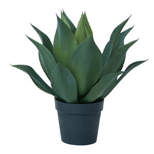 lHϗtA AKx Aei[^ |bg 50i1j991700 A A^̏uTCY CeA tFCNO[  POT SUCCULENT ip95j