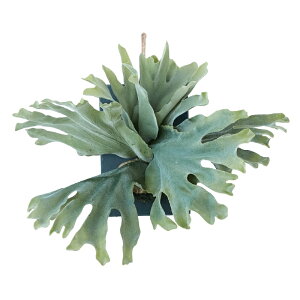 lHϗtA rJNV_ EH[ nMO X[g 30i1j991751 EH[nMO EH[O[ CeA tFCNO[  WALL HANGING ip119j