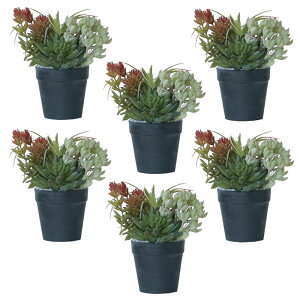 lHϗtA ~jAWg |bg SA 21i6j991780 A TCY CeA tFCNO[  POT SUCCULENT ip103j