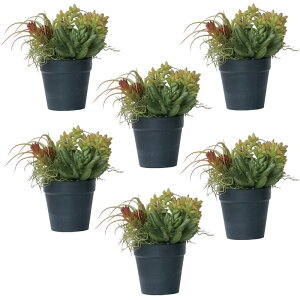 lHϗtA ~jAWg |bg SB 21i6j991790 A TCY CeA tFCNO[  POT SUCCULENT ip103j