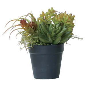 lHϗtA ~jAWg |bg SB 21i1j991791 A TCY CeA tFCNO[  POT SUCCULENT ip103j