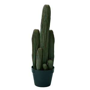 lHϗtA T{e |bg 63i1j991851 T{e ȕTCY CeA tFCNO[  CACTUS ip111j