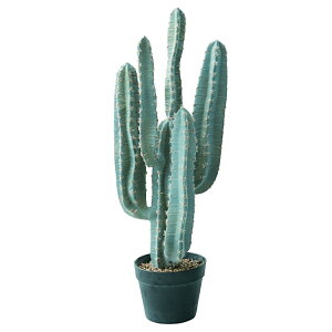 lHϗtA T{e |bg 76i1j991870 T{e ȕTCY CeA tFCNO[  CACTUS ip111j