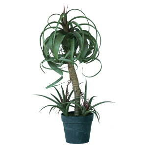 lHϗtA `WA ~bNX |bg 81i1j991950 A ȕTCY CeA tFCNO[  POT SUCCULENT ip97j