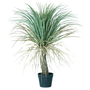 lHϗtA bJ |bg 85i1j991971 ؃|bg ȕTCY CeA tFCNO[  GARDEN PLANT ip85j