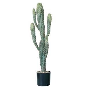 lHϗtA T{e |bg 71i1j992191 T{e ȕTCY CeA tFCNO[  CACTUS ip107j