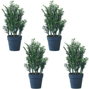 lHϗtA yfBTX |bg 45i4j992950 A A^̏uTCY CeA tFCNO[  POT SUCCULENT ip93j