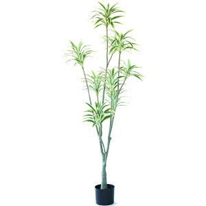 lHϗtA \OIuW}CJ |bg 150i1j992990 ؃|bg ցALԃTCY CeA tFCNO[  GARDEN PLANT ip57j