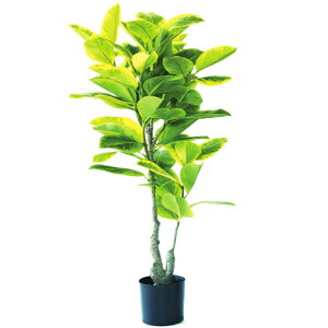 lHϗtA tBJX AeV} |bg 135i1j993050 ؃|bg rOAItBXTCY CeA tFCNO[ GARDEN PLANT ip25j