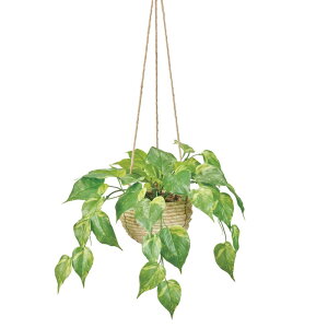 �l�H�ϗt�A�� �t���b�V���|�g�X �n���M���O ����30cm �iP211) �ifz2008) �i������s�j �C���e���A�O���[�� �t�F�C�N�O���[��