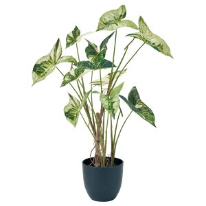 人工観葉植物 アロカシア斑入り ポット 高さ70cm (P215) (fz770) (代引き不可) インテリアグリーン フェイクグリーン