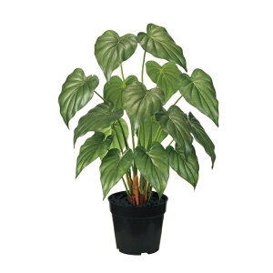 �l�H�ϗt�A�� �A���J�V�A �|�b�g ����53cm �iP213) �ifg510) �i������s�j �C���e���A�O���[�� �t�F�C�N�O���[��