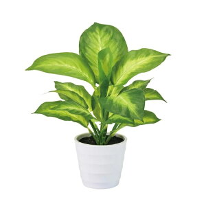 lHϗtA fBtFoLA ~j|bg 25cm iP209) ifz9175) isj CeAO[ tFCNO[