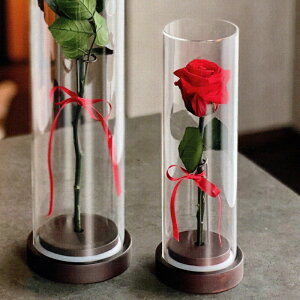 �v���U�[�u�h�t�����[ Presarved Arrangment�in10-363s�j�V���[�g ���b�h �A�N�������V�R�� ��� 1���� ����25cm ������ �K�N �u���U�A�����W �M�t�g �C���e���A