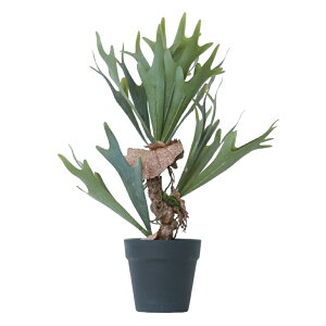 観葉植物 シダ植物の人気商品 通販 価格比較 価格 Com 観葉植物 シダ植物の人気商品 通販 価格比較 価格 Com