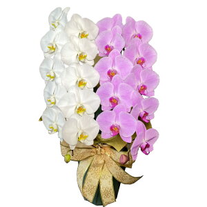  sN MIX 2{ 22֒x ڂ݊܂ iP1482jisj j JXj Ij  _񗖔_ bsOo