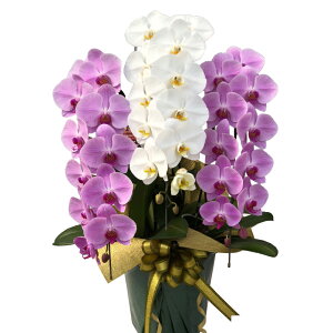  sN MIXiPWPj 3{ 36֒x ڂ݊܂ iW-P1294jisj j JXj Ij  _񗖔_ bsOo