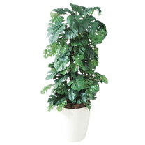 楽天市場】ヒメモンステラ（人工観葉植物｜造花・人工観葉植物）：花 