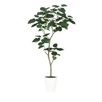 楽天市場】観葉植物 ウンベラータ 高さ180cmの通販 
