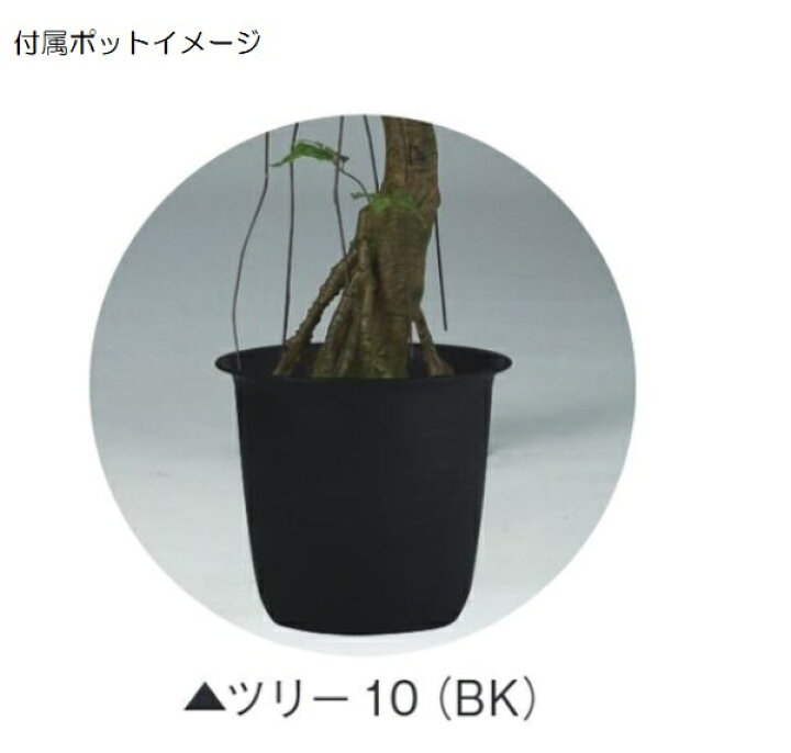 楽天市場】人工観葉植物 ヤマモミジ RED コアッド 230 ポット付き 高さ 