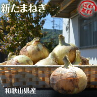 【数量限定セール 】新玉ねぎ たまねぎ 和歌山県産 約10kg（箱込み） 訳あり 送料無料 玉葱 タマネギ