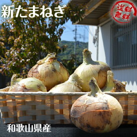 新玉ねぎ たまねぎ 和歌山県産 約10kg（箱込み） 訳あり 送料無料 玉葱 タマネギ