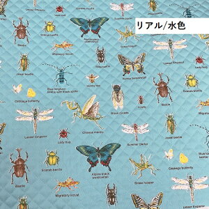 LeBOn } j̎q  킢  bXobOn {  lC  w ʉ ʊw | n  V / 50cm܂Ń[։ / Lg