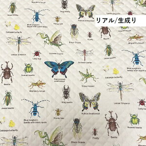 LeBOn } j̎q  킢  bXobOn {  lC  w ʉ ʊw | n  V / 50cm܂Ń[։ / Lg