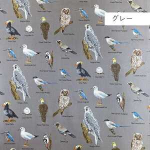n cCn 쒹} 100% ʉʊw w  Aj} j̎q ǂ  쒹  bird tNE  V}GiK LccL  JZ~ A RE  bXobO