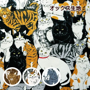 IbNX n L̏W L lR ɂ Lbg 100% z | cat 50cmP ؂蔄 L