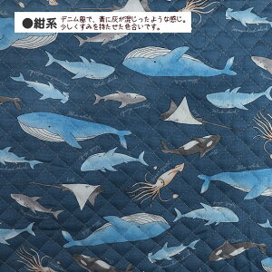 LeBO n C̐  NW V` GC CJ | LeBOn / 50cm܂Ń[։ /