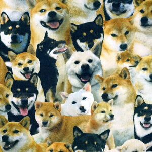CNWFbg vg IbNX n Cats and Dogs  L W   R Č L ˂ lR ɂ Aj} 100% {  |[` obO