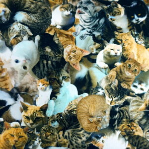 CNWFbg vg IbNX n Cats and Dogs  L W   R Č L ˂ lR ɂ Aj} 100% {  |[` obO
