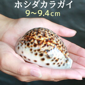 9〜9.4cm 開運グッズ 金運 子宝 繁栄 お守り 貝 ホシダカラ ホシタカラ 星宝 富 生誕 安産 妊娠 出産 健康運 財運 仕事運 幸運 ホシダカラガイ 星宝貝 インテリア パワーストーン 御守 御守り 招福 運気 アップ 玄関 風水 タカラガイ ホワイトデー【325188】