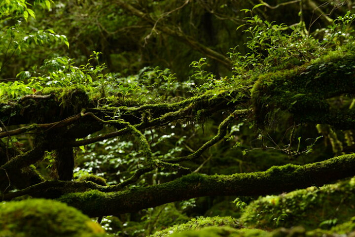楽天市場 オーダー壁紙 壁紙 写真 森 木 ジャングル 屋久島 神秘的 大自然 おしゃれ 綺麗 自然 開放的 癒し 貼りやすい 防カビ 日本製 国産 リメイク 模様替え 店舗 内装 部屋 寝室 キッチン リビング トイレ 風景 景色 かべがみはるこ そらのした Premium