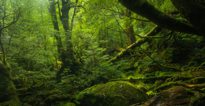 楽天市場 オーダー壁紙 壁紙 写真 森 木 ジャングル 屋久島 神秘的 大自然 おしゃれ 綺麗 自然 開放的 癒し 貼りやすい 防カビ 日本製 国産 リメイク 模様替え 店舗 内装 部屋 寝室 キッチン リビング トイレ 風景 景色 かべがみはるこ そらのした Premium