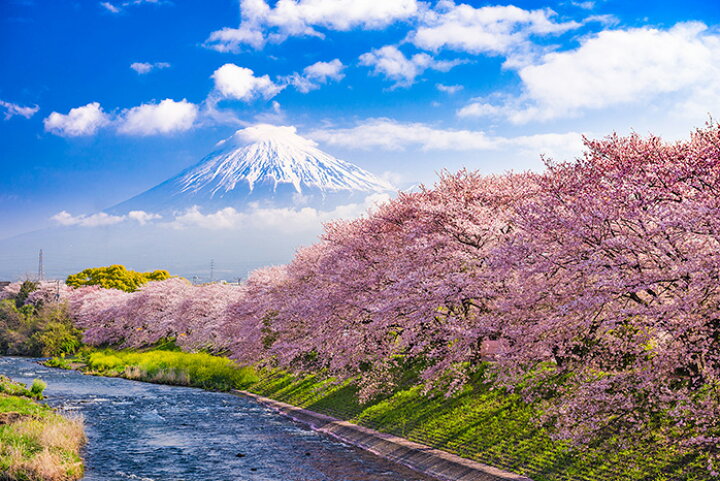 楽天市場 オーダー壁紙 壁紙 富士山 山 空 雲 桜 写真 綺麗 おしゃれ 美しい 自然 貼りやすい デザイン 防カビ 日本製 国産 リメイク 模様替え 店 部屋 和室 寝室 キッチン リビング トイレ 風景 景色 かべがみはるこ そらのした かべがみはるこの壁紙工場
