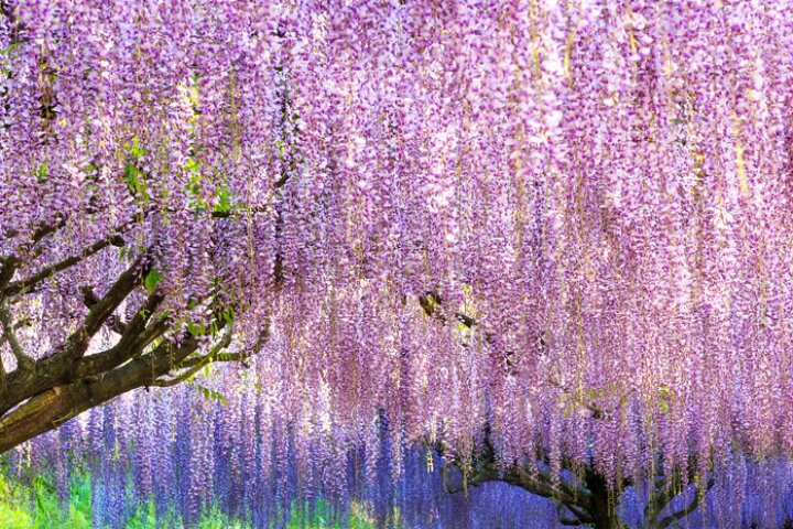 楽天市場 オーダー壁紙 壁紙 写真 花 植物 藤 枝垂れ おしゃれ ボタニカル パープル 貼りやすい 自然 防カビ 日本製 国産 リメイク 模様替え 店 天井 部屋 寝室 キッチン リビング トイレ 風景 景色 かべがみはるこ そらのした かべがみはるこの壁紙工場 楽天市場 オーダー壁紙 壁紙 写真 花 植物 藤 枝垂れ おしゃれ ボタニカル パープル 貼りやすい 自然 防カビ 日本製 国産 リメイク 模様替え 店 天井 部屋 寝室 キッチン リビング トイレ 風景 景色 かべがみはるこ そらのした かべがみはるこの壁紙工場