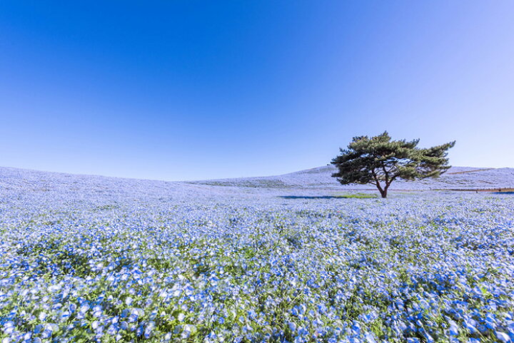 楽天市場 オーダー壁紙 壁紙 写真 花 植物 ネモフィラ おしゃれ ボタニカル 爽やか ブルー 貼りやすい 自然 防カビ 日本製 国産 リメイク 模様替え 店 天井 部屋 寝室 キッチン リビング トイレ 風景 景色 かべがみはるこ そらのした かべがみはるこの壁紙工場