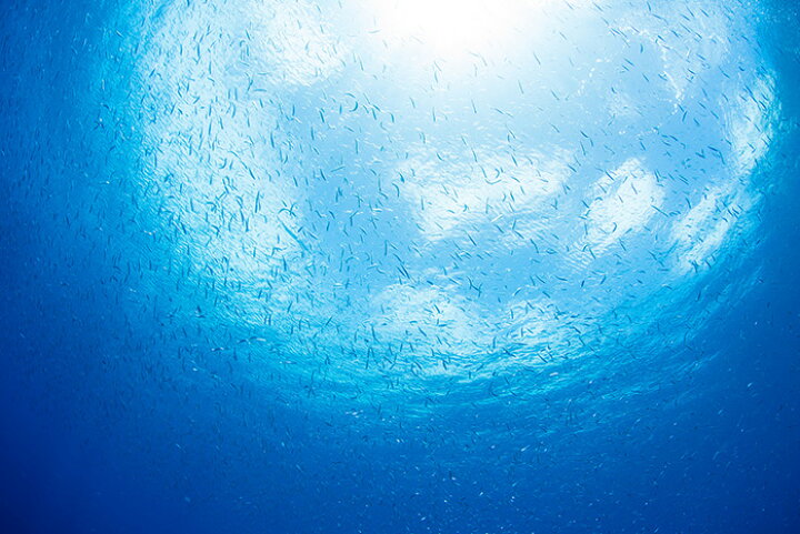 楽天市場 オーダー壁紙 壁紙 海の中 水中 ダイビング 熱帯魚 写真 おしゃれ 自然 幻想的 貼りやすい デザイン 防カビ 日本製 国産 リメイク 模様替え 店舗 天井 部屋 寝室 キッチン リビング トイレ 風景 景色 ブルー かべがみはるこ そらのした かべがみはる