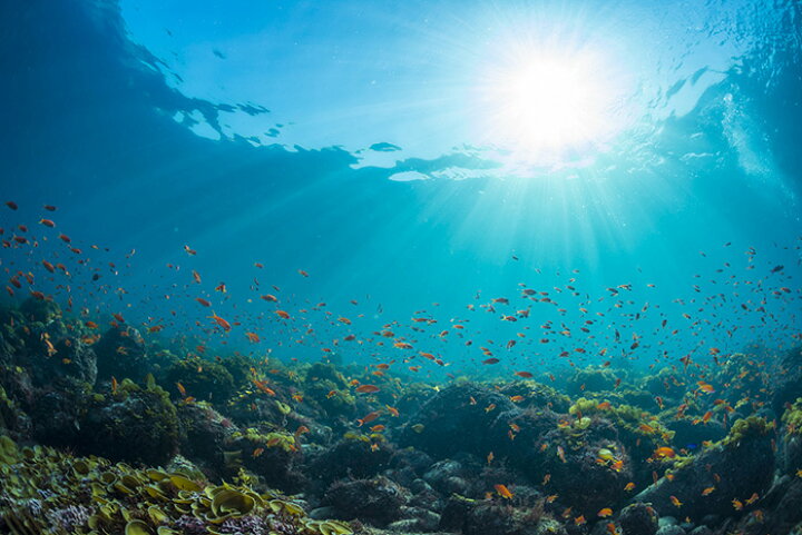 楽天市場 オーダー壁紙 壁紙 海の中 水中 ダイビング サンゴ 熱帯魚 サンゴ礁 写真 おしゃれ 自然 幻想的 貼りやすい デザイン 防カビ 日本製 国産 リメイク 模様替え 店舗 天井 部屋 寝室 キッチン リビング トイレ 風景 景色 ブルー かべがみはるこ そらのした