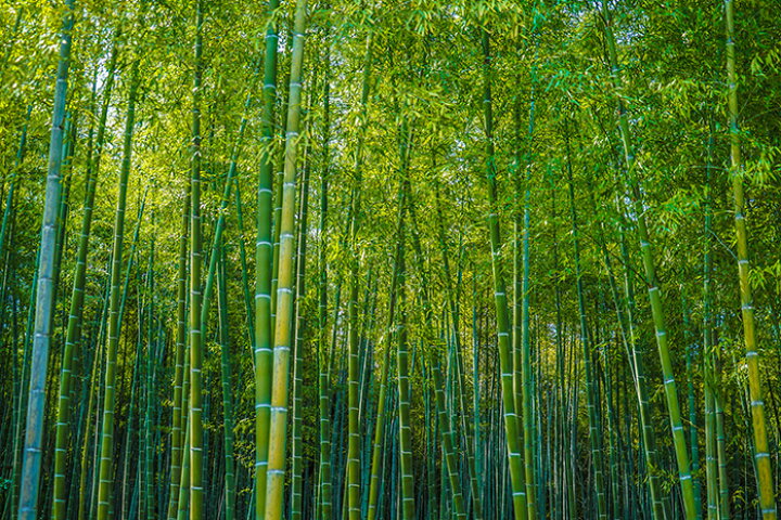 楽天市場 オーダー壁紙 壁紙 竹 和風 おしゃれ 写真 自然 木 竹林 癒し 落ち着く 貼りやすい デザイン 防カビ 日本製 国産 リメイク 模様替え 店舗 ホテル 天井 部屋 寝室 キッチン リビング トイレ 風景 景色 グリーン かべがみはるこ そらのした