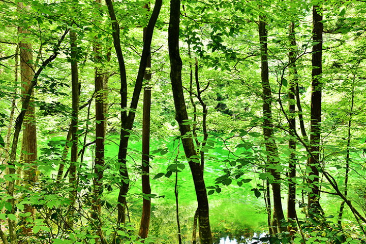 楽天市場 オーダー壁紙 壁紙 森林 写真 おしゃれ 自然 癒し 貼りやすい デザイン 防カビ 日本製 国産 リメイク 模様替え 店舗 天井 部屋 寝室 キッチン リビング トイレ 風景 景色 グリーン かべがみはるこ そらのした Ss162 かべがみはるこの壁紙工場
